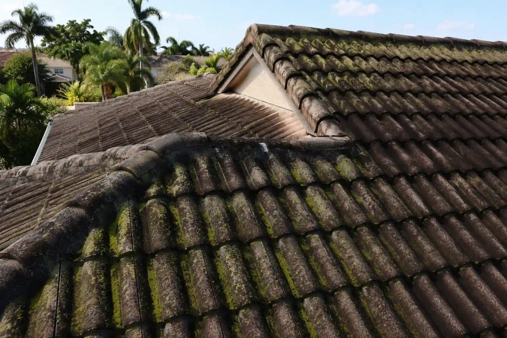 Black algae streaks and green moss growth on a clay tile roof in Miami Florida