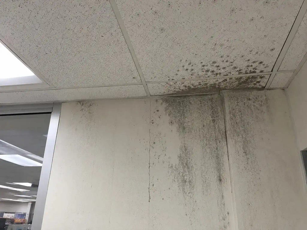 Why Is Mold in a Commercial Building a Liability Issue in South Florida? 3 Mold growth on ceiling tiles and wall inside a commercial building in Florida